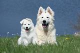 BERGER BLANC SUISSE - ADULTS ET PUPPIES 014